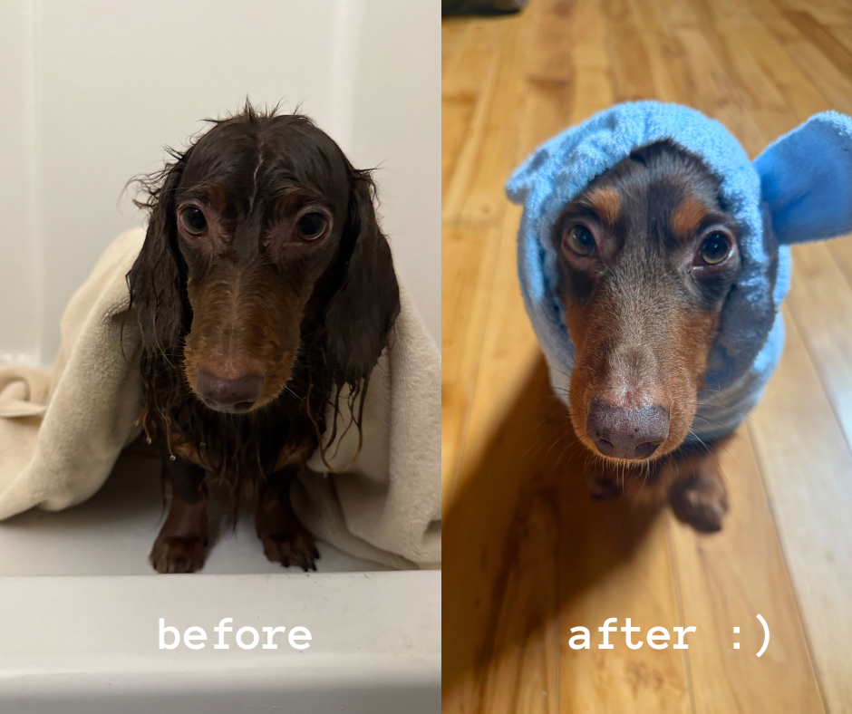 Why Weenical is the Best, Most Stress-Free Post-Bath Solution for Dachshunds